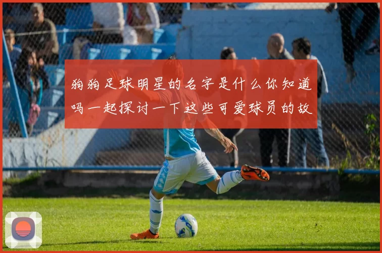 狗狗足球明星的名字是什么你知道吗一起探讨一下这些可爱球员的故事